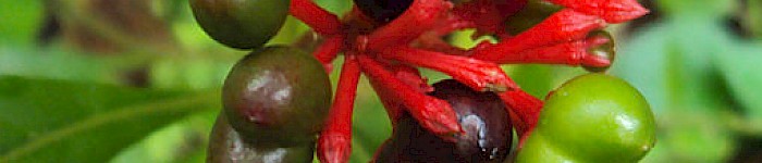 Rauwolfia Serpentina (Wcommons: Vinayaraj CC BY-SA 3.0)