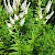 Veronicastrum virginicum (Fotot Crazytwoknobs CC-BY-SA3.0)