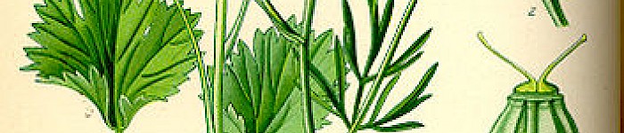 Pimpinella Anisum (PD)