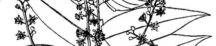 Zeichnung - Ailanthus altissima (PD)