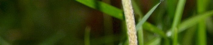 Bellis Perennis (Gänseblümchen)