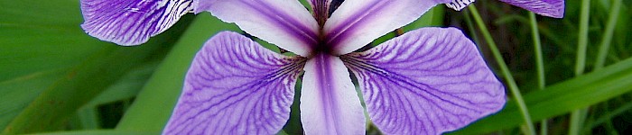 Iris versicolor (Foto: Dlanglois 2005 CC-BY-SA-3.0)
