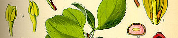 Illstration der Berberis Vulgaris