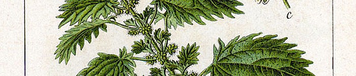 Urtica urens (Illustration von Sturm 1796 PD)