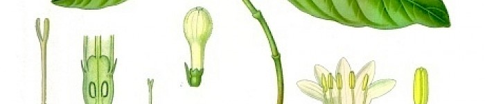 Psychotria Ipecacuanha (Köhler PD)