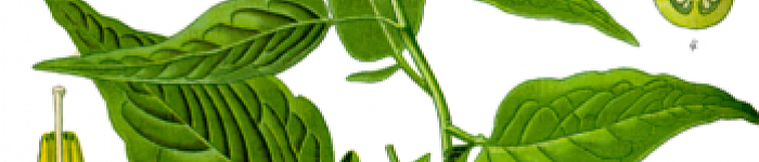 Solanum dulcamara (PD)
