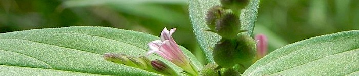 Spigelia anthelmia (Foto von Joao Medeiros 2014 CC-SA-BY-2.0)