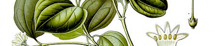 Illustration von Strychnos nux vomica (PD)