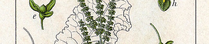 Illustration Rumex Crispus (PD)