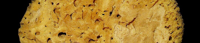 Spongia officinalis (Foto: H. Zell CC-BY-SA-30)