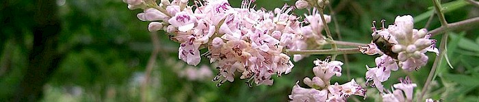Vitex Agnus Castus (GFDL)