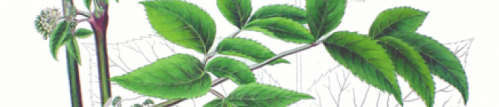 Illustration der artverwandten Aralia cordata (PD)