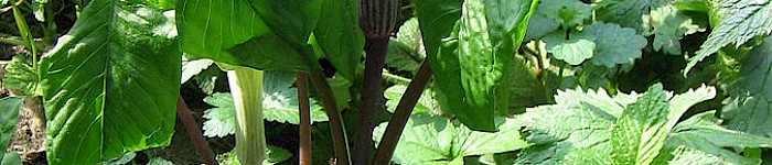 Arisaema triphyllum (Foto Meneerke bloem 2011 CC-BY-SA-3.0)