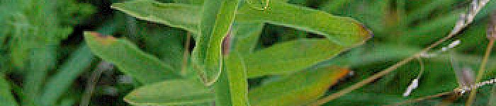 Asclepias tuberosa (Foto: Derek Ramsey 2006 CC-BY-SA-3.0)