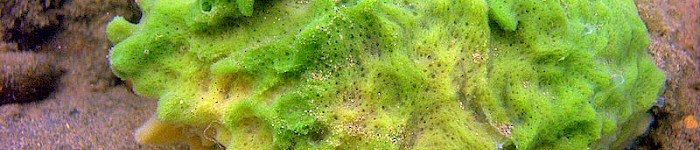 Spongilla lacustris (Foto von Kirt L. Onthank 2008 CC-BY-SA-3.0)