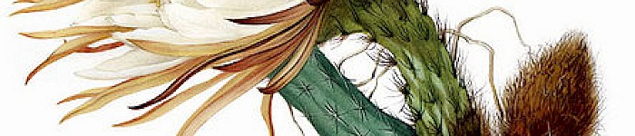 Der Kaktur (Illustration von Mary Emily Eaton 1873-1961 CC-BY-SA-30)