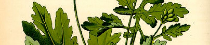 Chelidonium majus (PD)