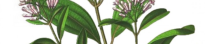 Chinarindenbaum (PD)