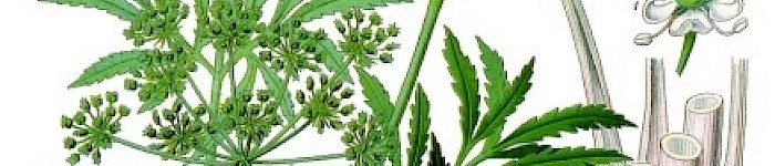 Illustration Cicuta virosa (PD)