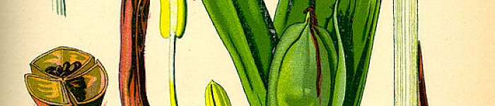 Colchicum autumnale (PD)
