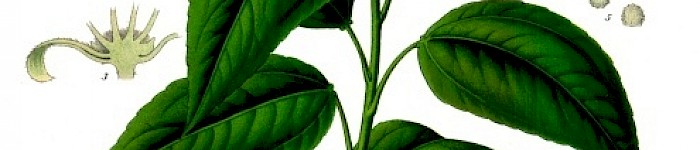 Croton tiglium (Köhlers Medizinal-Pflanzen PD)