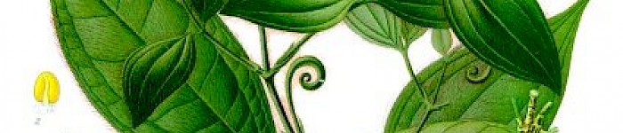 Strychnos Toxifera (PD)