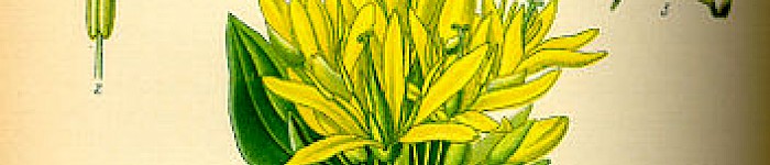 Illustration des Gelben Enzians - Gentiana lutea (PD)