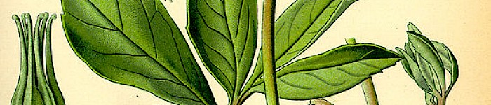 Illustration der Helleborus niger (PD)