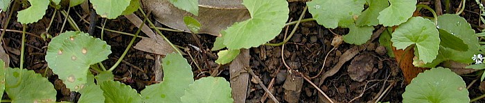 Centella asiatica (Foto von Forest Kim Starr CC-BY-SA-3.0 unported)