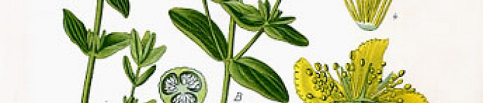 Hypericum Perforatum (PD)