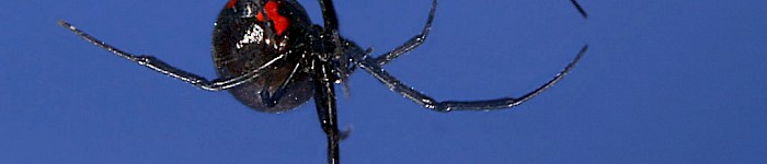 Schwarze Widtwe (Latrodectus mactans Foto von Ben Swihart CC-BY-SA-2.0 Oktober 2006)