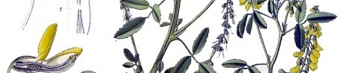 Melilotus officinalis (PD)