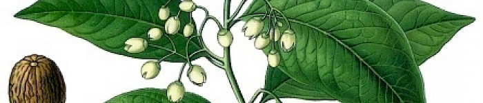Myristica fragrans (PD)