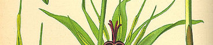 Paris quadrifolia (Illustration PD)