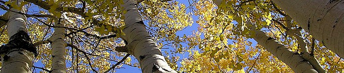 Populus tremuloides (Foto von Scott Catron 2005 CC-BY-SA 3.0)