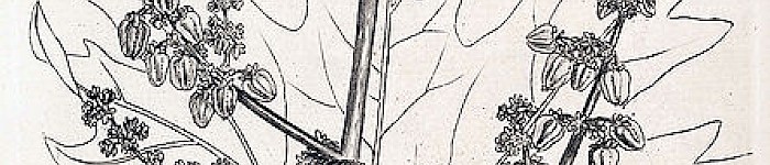Rheum Palmatum (Skizze von Woodville 1790 PD)