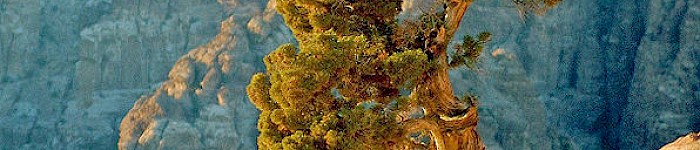 Juniperus phoenicea (Foto shioshvili CC-BY-SA-2.0)