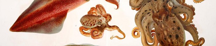 Sepia officialis (Giuseppe Jatta 1896)