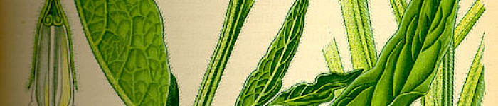 Symphytum officinale (PD)