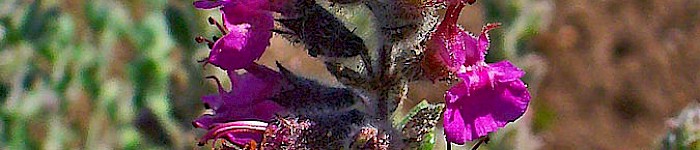 Teucrium marum (Foto von H.Zell CC-BY-SA 3.0)