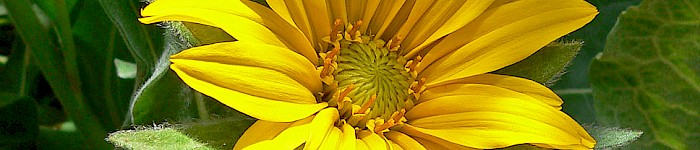 Wyethia helenioides (Foto: Stan Shebs 2007 CC-BY-SA-3.0)