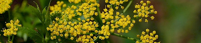 Zizia Aurea (Foto von C 2007 Derek Ramsey)