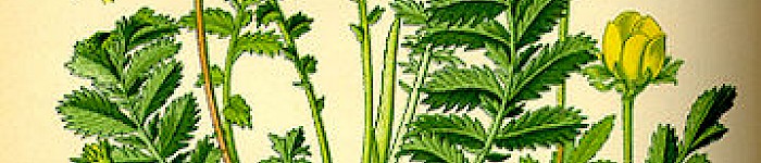 Illustration von Prof. Dr. Otto Wilhelm Thomé Flora von Deutschland (PD)