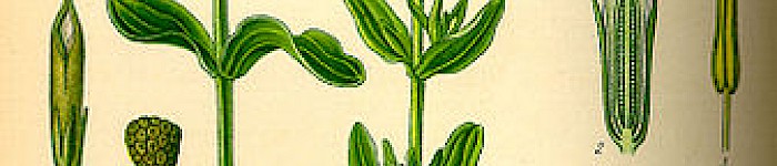 Prof. Dr. Otto Wilhelm Thomé Flora von Deutschland (PD)