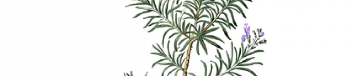 Illustration von 1880