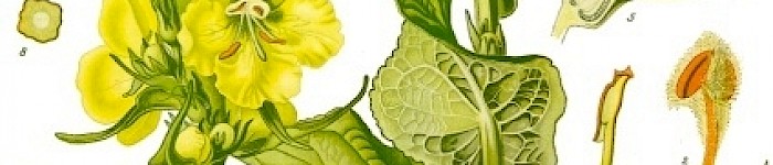 Verbascum Phlomoides als Vertreter der Königskerzen (PD)